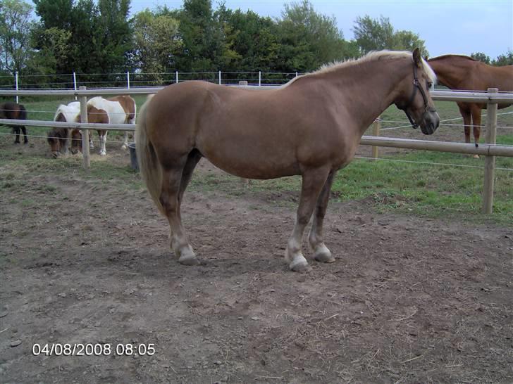 Tyroler Haflinger Fantazia af Lundgaard - August 08 billede 11