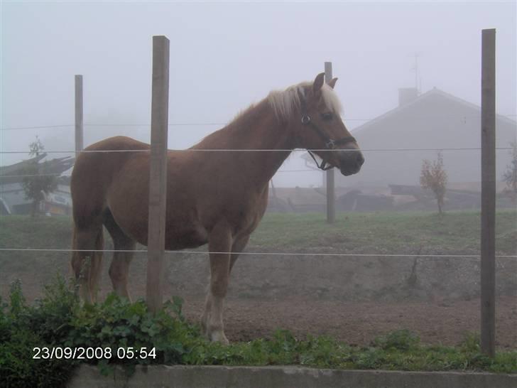 Tyroler Haflinger Fantazia af Lundgaard - November 08 billede 12