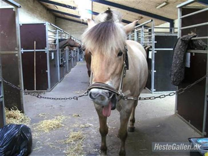 Fjordhest Obelix *SOLGT* - Nuttet obe i boks- Nye sted-Nyt billede 19