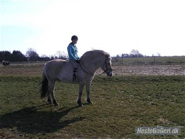 Fjordhest Obelix *SOLGT* - Obe hos nye ejer, men gammle sted- Nyt  billede 20