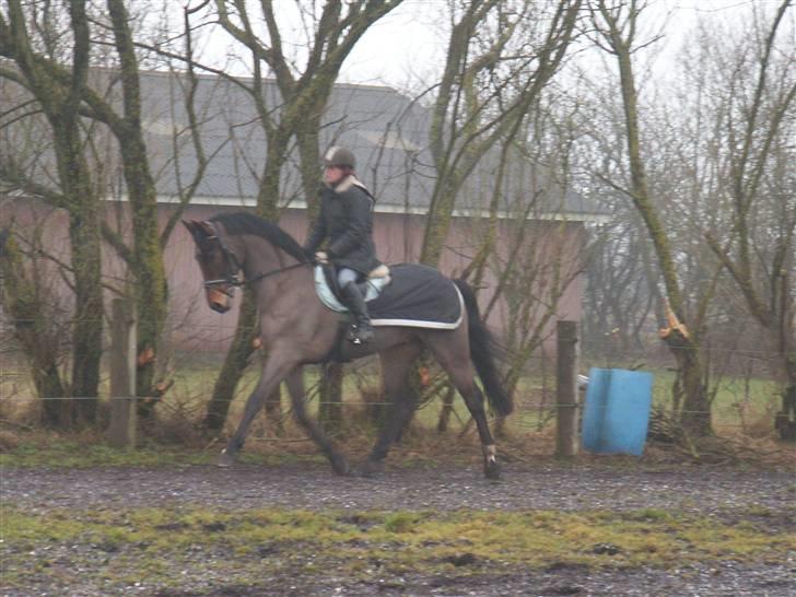 Westfaler MR jones billede 4