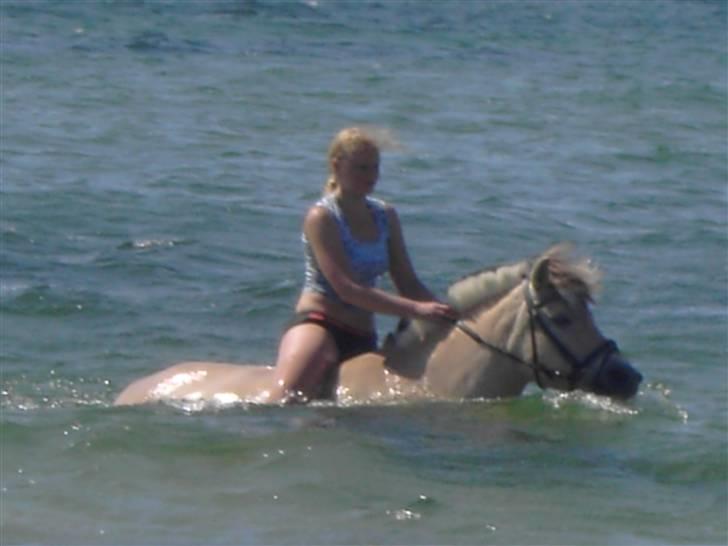 Fjordhest Aija Romeo - Badning på stranden er virklig en oplevelse værd:)Prøv det ;) billede 14