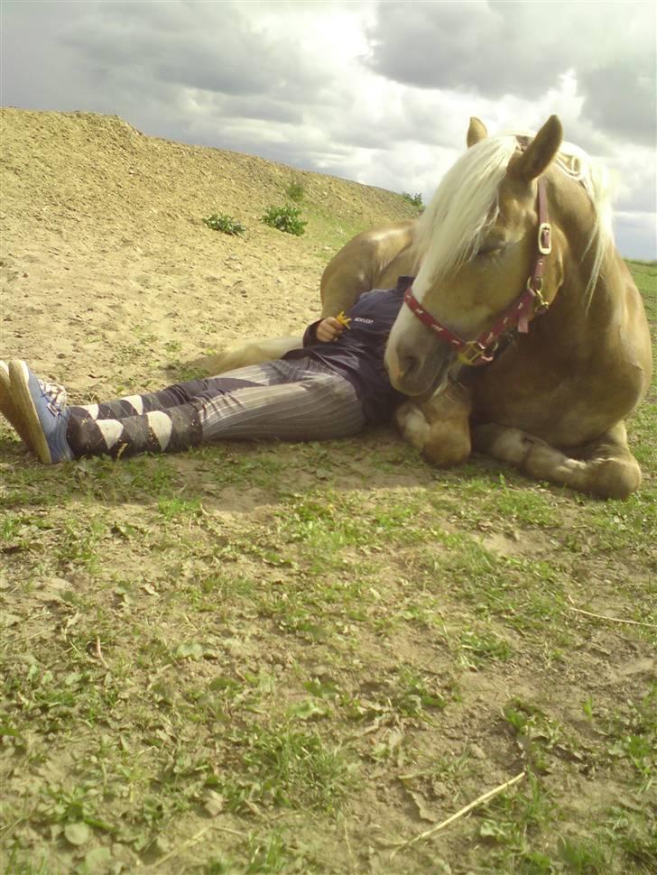 Haflinger Janita van der mans R.I.P billede 11