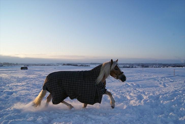 Haflinger Janita van der mans R.I.P billede 10