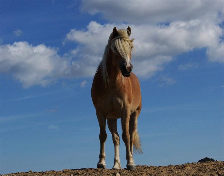 Haflinger Janita van der mans R.I.P - Janita som står på volden og skuer ud over sit rie:) billede 12