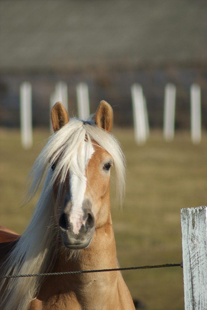 Haflinger Janita van der mans R.I.P billede 13