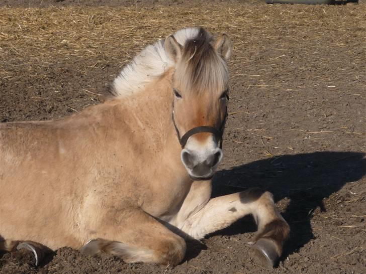Fjordhest Rikke *Gammel Part* - Velkommen til Rikkes profil :)  rikke i den dejlige varme aprilsol :D  foto: kit billede 1