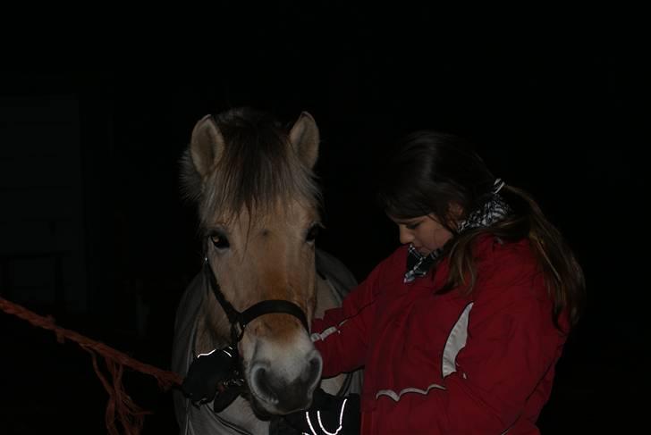 Fjordhest Rikke *Gammel Part* - mon jeg snart skal have mad ?   foto: Kit billede 2