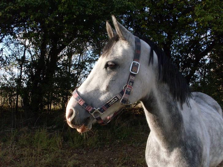 Anden særlig race Fandango (springer ) - fandango på fold: D foto mig billede 2