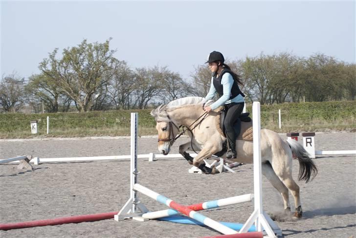 Fjordhest Rikke *Gammel Part* - mig og rikke til spring :D gik bare så godt, hun var en stjerne :*  foto: Kit billede 3