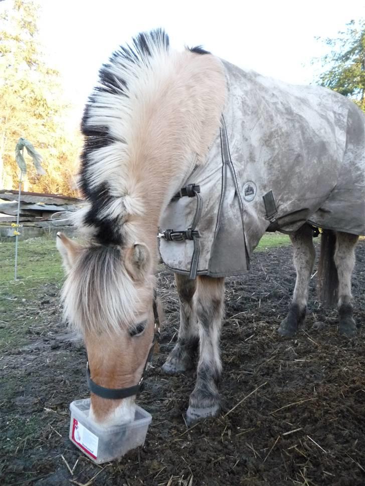 Fjordhest Rikke *Gammel Part* - Rikke spiser lige frokost :*   foto: mig :D billede 4