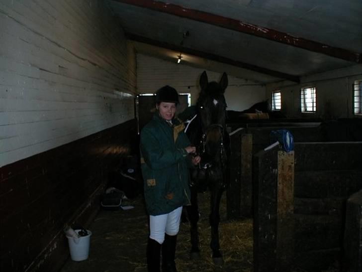 Dansk Varmblod Pandumbros Pernille  billede 7