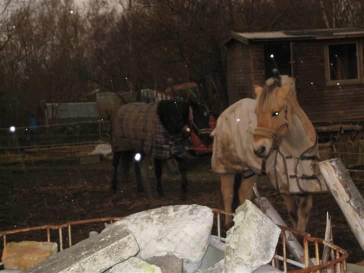 Fjordhest Rikke *Gammel Part* - Rikke og Dijon i sneverj <3 mine to piger på samme billed :*   foto: Kit billede 5