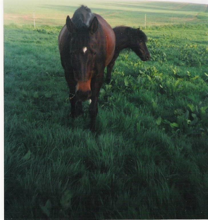 Dansk Varmblod Pandumbros Pernille  billede 8