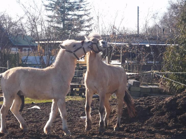 Fjordhest Rikke *Gammel Part* - Rikke og Morten <3 de leger grimeleg :} foto: mig billede 6