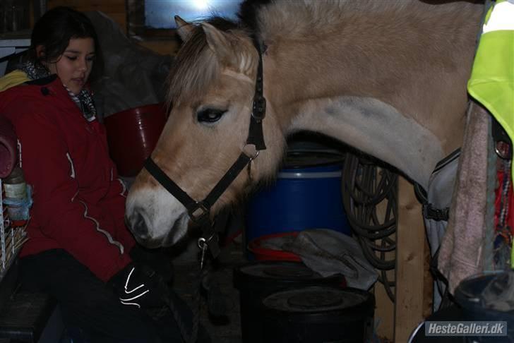 Fjordhest Rikke *Gammel Part* - hun kigger på de FARLIGE kaninunger xD   foto: Kit billede 7