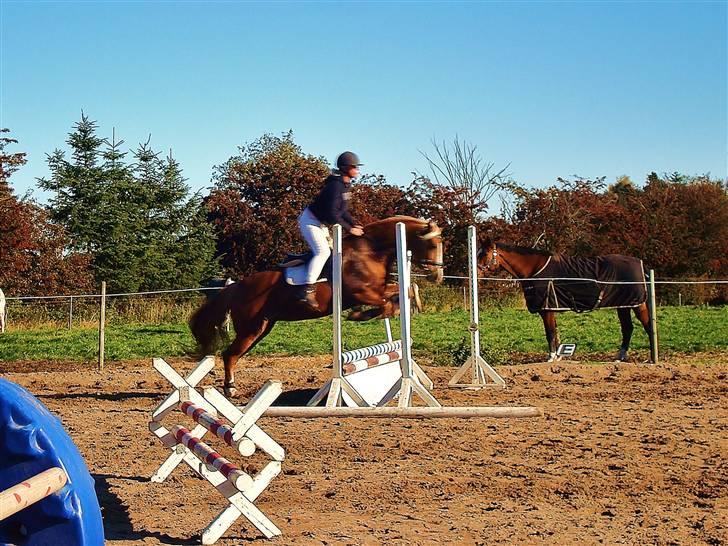 Welsh Cob (sec D) Mondetgårds Lady Duchess - PonyJump med marlene, bare noget vi leger :D <3 2009 billede 20