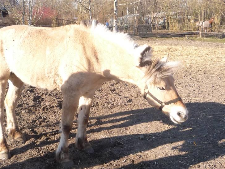 Fjordhest Rikke *Gammel Part* - så skal der rystes xD   foto: mig billede 8