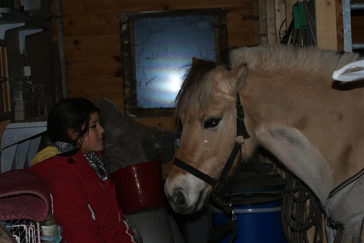 Fjordhest Rikke *Gammel Part* - moar? jeg kan altså ikke lide kaninerne :}    foto: Kit billede 9
