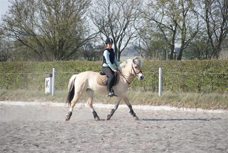 Fjordhest Rikke *Gammel Part* - lige lidt dressur før spring :)  foto: Kit billede 10