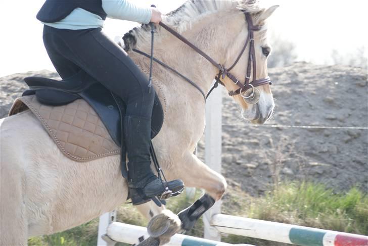 Fjordhest Rikke *Gammel Part* - mig og rikke til spring :D gik bare så godt, hun var en stjerne :*  foto: Kit billede 11