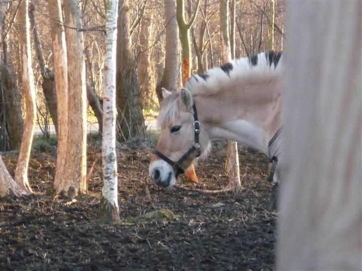 Fjordhest Rikke *Gammel Part* - dam´ed hun så mig !!  foto: mig billede 12