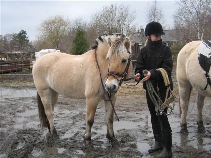 Fjordhest Rikke *Gammel Part* - Rikke og bedste´veninden :*  foto: Kit billede 13