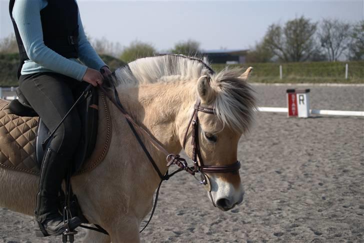 Fjordhest Rikke *Gammel Part* - efter en vellykket springtime på min dejlige springpony :D<3 foto: Kit billede 15