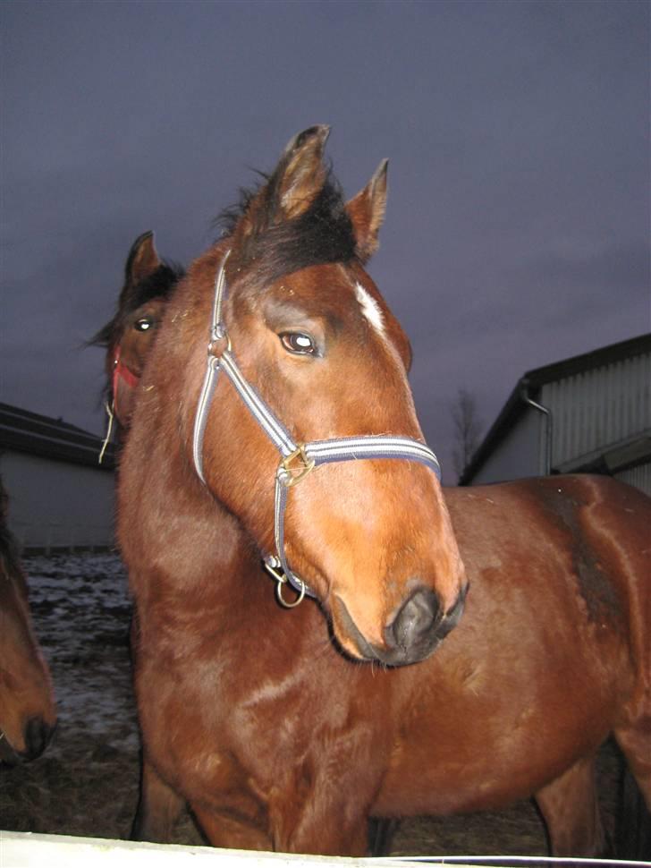 Anden særlig race Bacardi - Vinter 09 5/2 billede 15
