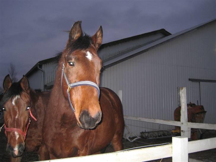 Anden særlig race Bacardi - Vinter 09 5/2 billede 16