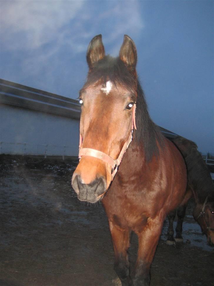 Anden særlig race Bacardi - Vinter 09 5/2 billede 17