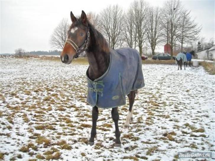Dansk Varmblod Korupgaard Clarisse  - Clarisses føl. Casa Grande som er  efter Uni Don Diego billede 7