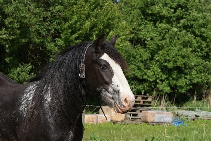 Tinker Lehmanns Ozzie <3  billede 1