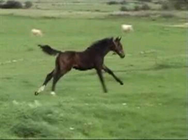 Dansk Varmblod Korupgaard Clarisse  - Casa Grande er efter hingsten Uno don Diego billede 8