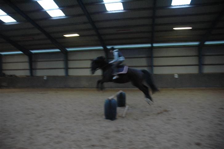 Hannoveraner Spencer R.I.P ): - mig && Basse drengen der springer billede 3