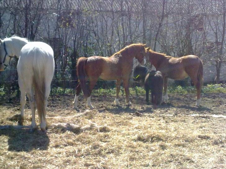 Anden særlig race Wareno billede 14