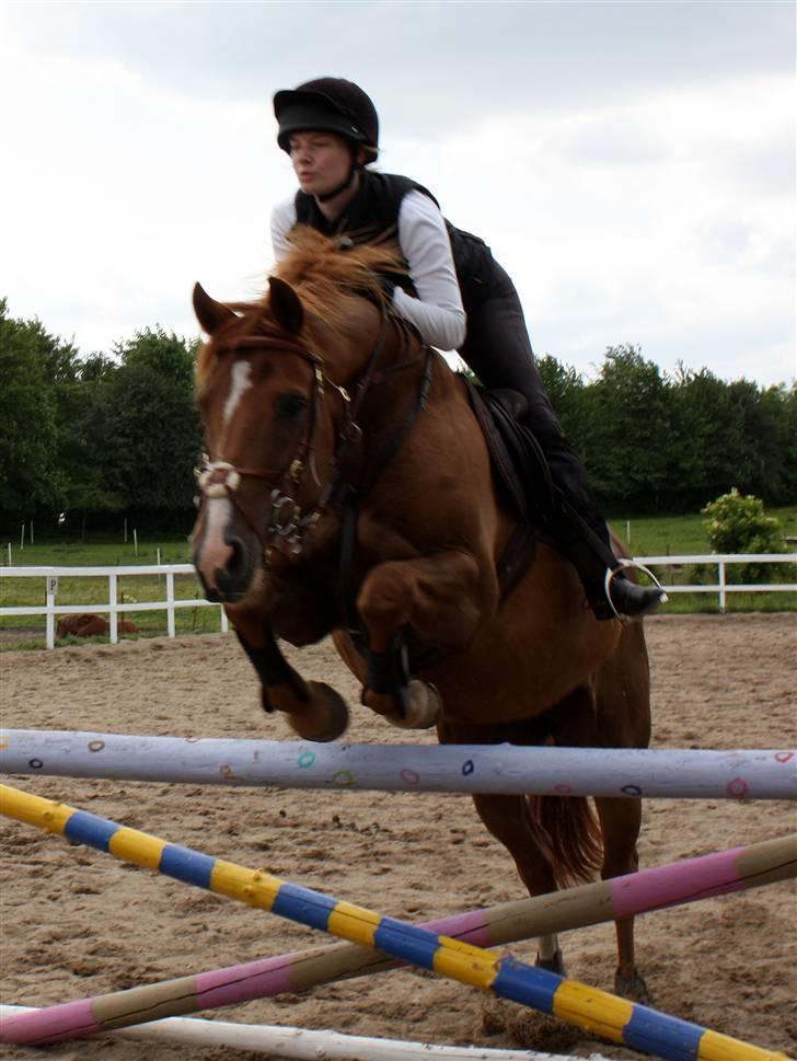 Dansk Varmblod Rosinante Edoma - Springtræning med Rosinante på Abildgården 14.6.2009 billede 9