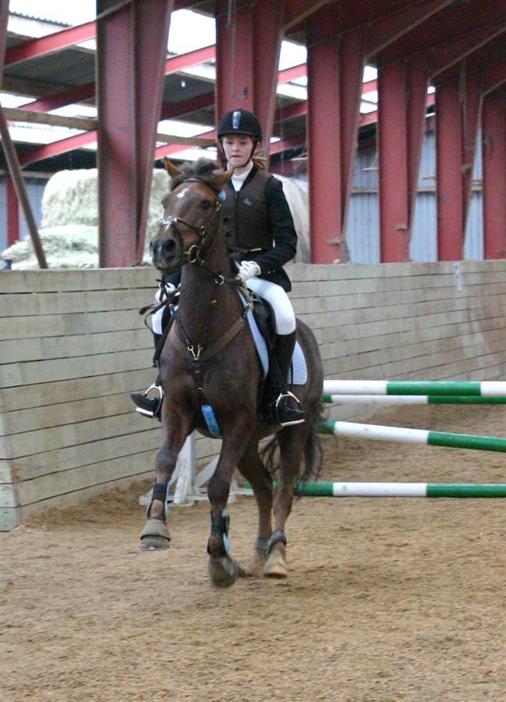 Anden særlig race Chestnut - Velkommen til chestnut profil <´33 billede 1