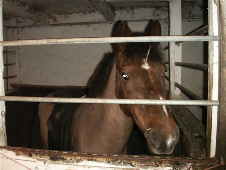 Anden særlig race Chestnut - Den gang jeg havde ham på prøve:) billede 2