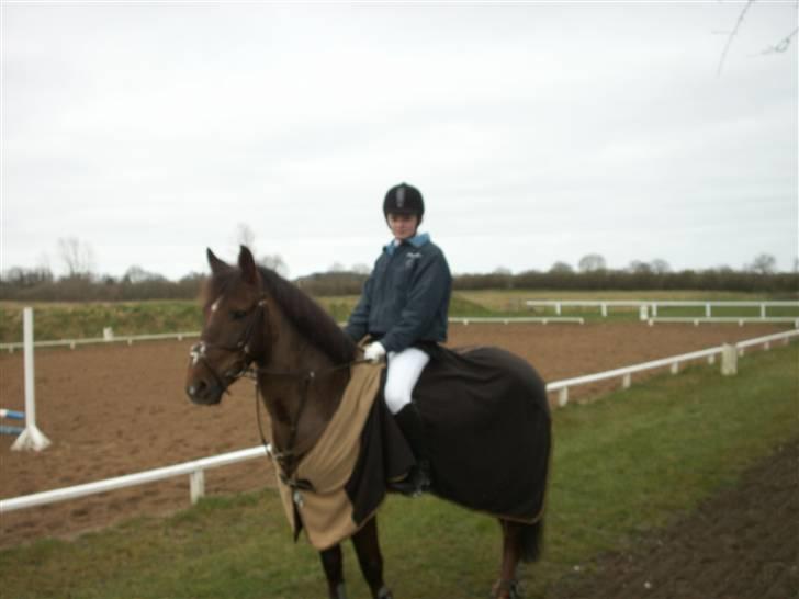 Anden særlig race Chestnut - Stævne på LSR. billede 3