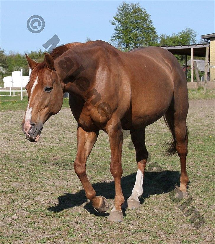 Dansk Varmblod Rosinante Edoma - Pøls hygger på folden - Ryttergården 30.4.2011 - Foto: Malene billede 13