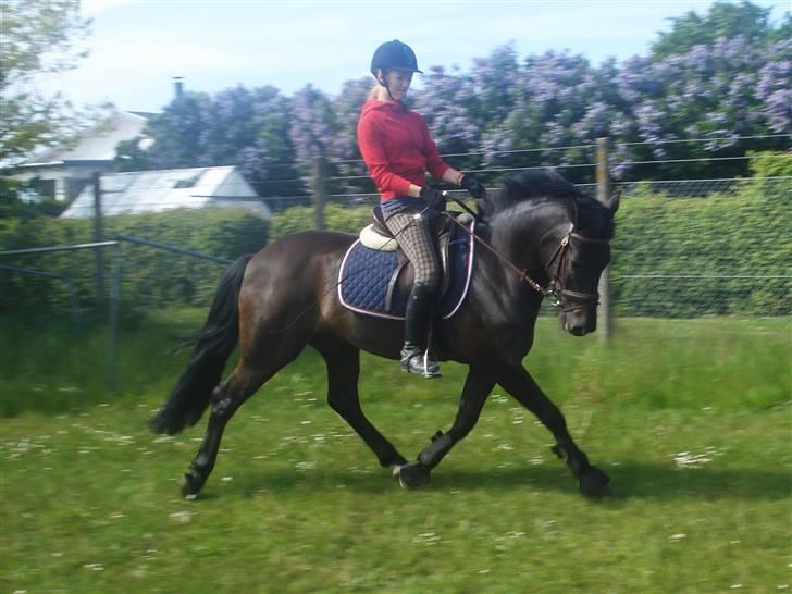 New Forest | Marabou <3 - 10. fine pony :) <3 foto: lisa billede 10