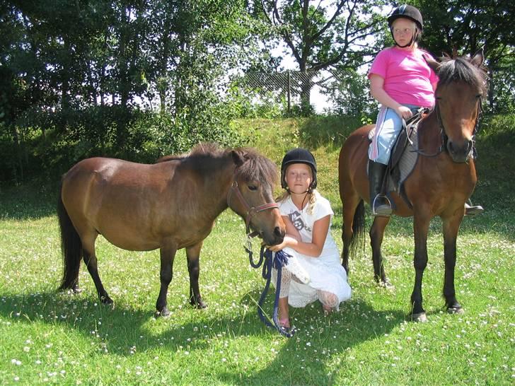 Shetlænder Bygge´s  Malissa <3 - den lille er Malissa <3 billede 5