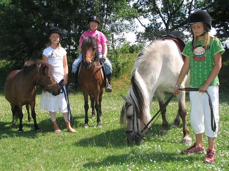 Shetlænder Bygge´s  Malissa <3 - det er Malissa helt ude til venstre <3 billede 6