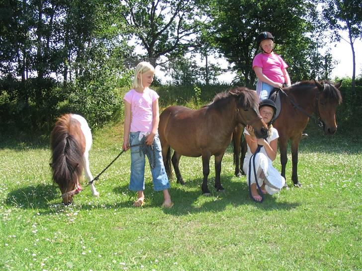 Shetlænder Bygge´s  Malissa <3 - det er Malissa der står i midten <3 billede 7