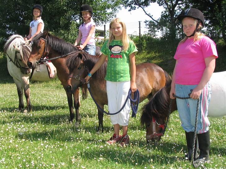 Shetlænder Bygge´s  Malissa <3 billede 8