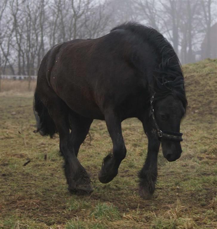 Fell pony Ellegaards Max billede 8