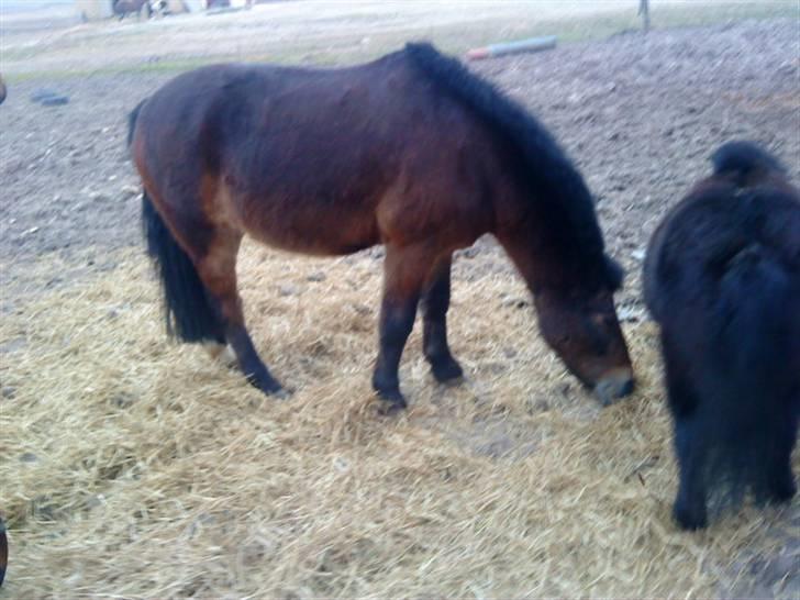 New Forest buller (SOLGT) billede 5