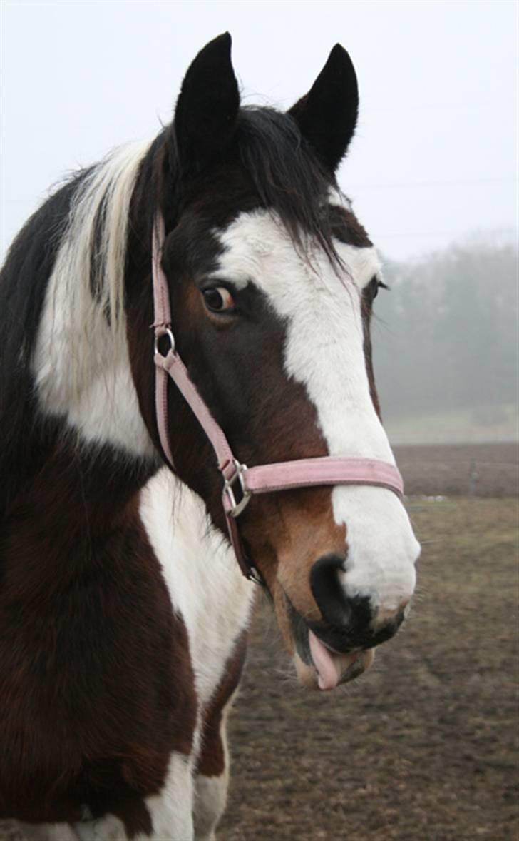 Anden særlig race Gosha (Solgt) - Hun elsker at række tunge billede 1