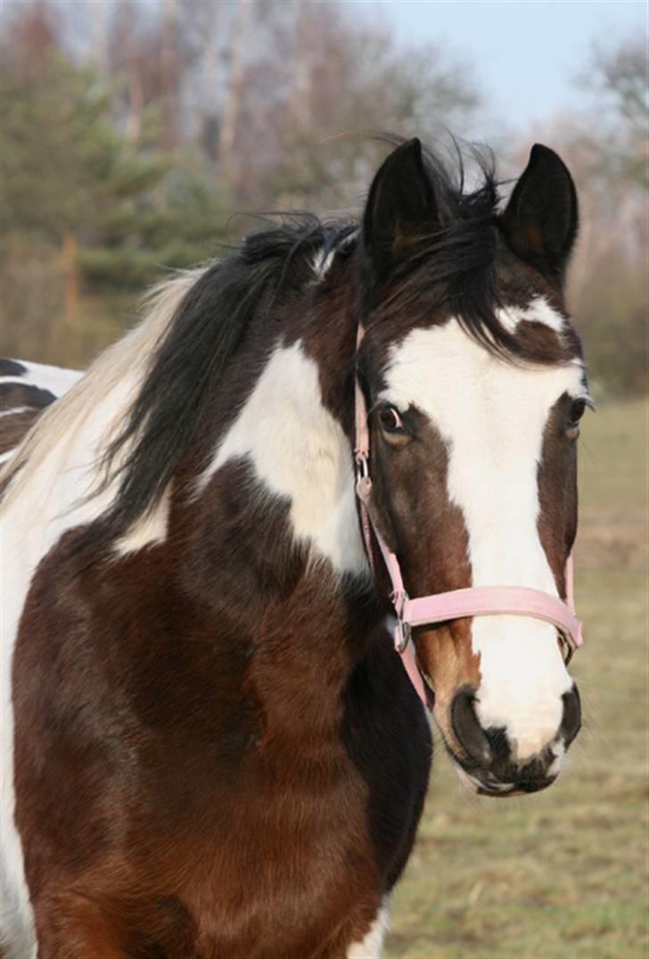 Anden særlig race Gosha (Solgt) billede 4